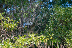 Rhipidura fuliginosa