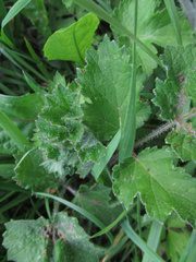 Macrolabis heraclei