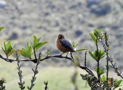 Conirostrum rufum