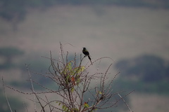 Nectarinia kilimensis