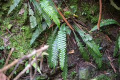 Blechnum chambersii