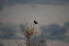 Nectarinia kilimensis