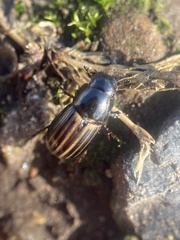Liothorax alternatus