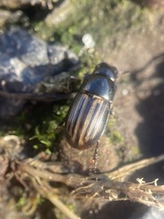 Liothorax alternatus