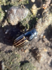 Liothorax alternatus