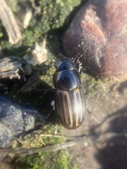 Liothorax alternatus