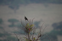 Nectarinia kilimensis