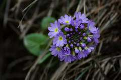 Primula denticulata