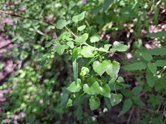 Dioscorea variifolia