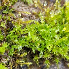 Encalypta streptocarpa