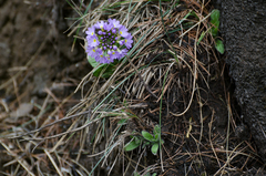 Primula denticulata
