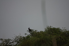 Lophaetus occipitalis