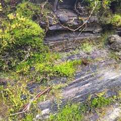 Encalypta streptocarpa