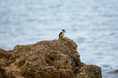 Todiramphus sanctus vagans