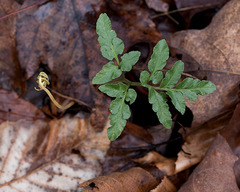 Sceptridium oneidense