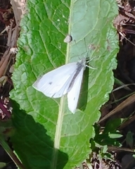 Pieris rapae rapae