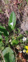 Pieris rapae rapae