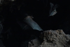 Rousettus aegyptiacus