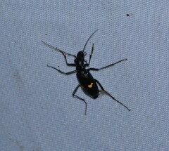 Oxycheila tristis
