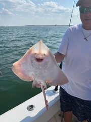 Rostroraja eglanteria