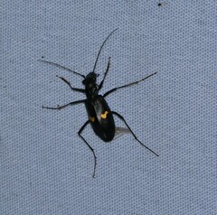 Oxycheila tristis
