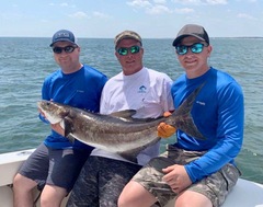 Rachycentron canadum