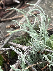 Cladonia subulata