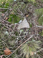 Cladonia subulata