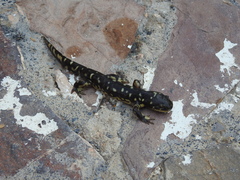 Ambystoma velasci