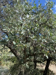 Quercus oblongifolia
