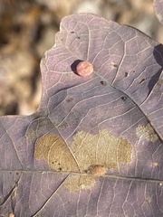 Neuroterus tantulus