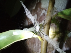 Argiope submaronica