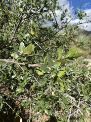 Quercus arizonica