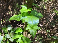 Dioscorea bryoniifolia