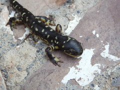 Ambystoma velasci