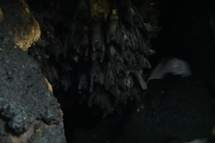 Rousettus aegyptiacus