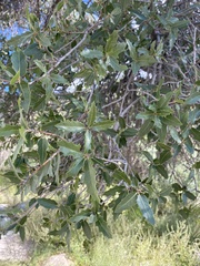 Quercus emoryi