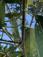 Triacanthagyna trifida