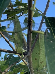 Triacanthagyna trifida