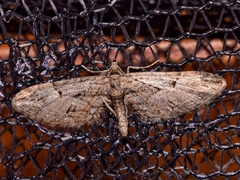 Eupithecia oxycedrata