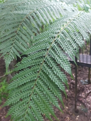 Cyathea cooperi