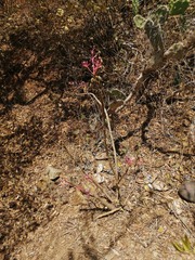 Vasconcellea parviflora