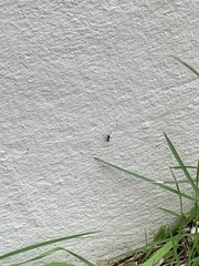Tetramorium bicarinatum