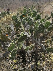 Opuntia quitensis