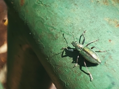 Naupactus auricinctus