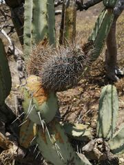 Armatocereus godingianus