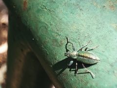 Naupactus auricinctus