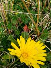 Hypochaeris sessiliflora