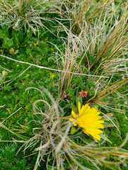 Hypochaeris sessiliflora
