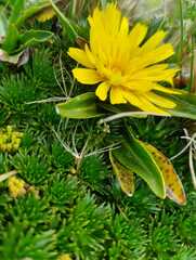 Hypochaeris sessiliflora